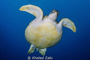 Green Turtle 1 Nuvilu Diving by Khaled Zaki 